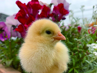 夏大好き動物大集合 川越ホームスミスショウ